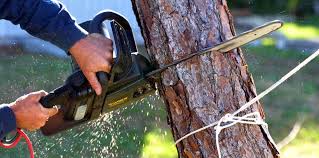 Best Lawn Pest Prevention  in Cross Roads, TX