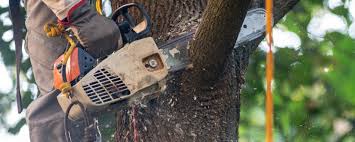 Best Tree Preservation Services  in Cross Roads, TX