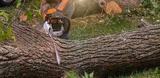 Best Tree Maintenance Programs  in Cross Roads, TX