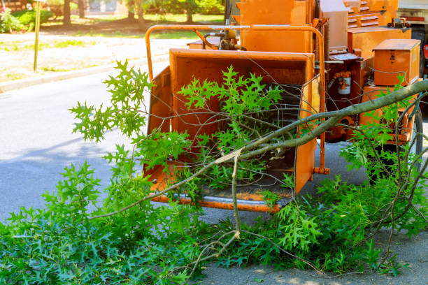 Cross Roads, TX Tree Services Company