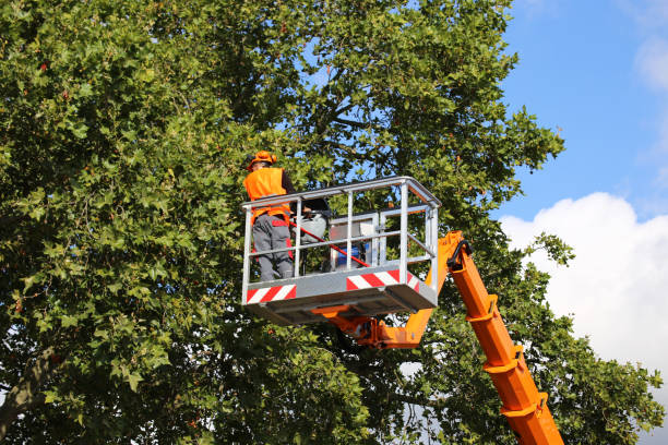 Best Aeration Services  in Cross Roads, TX
