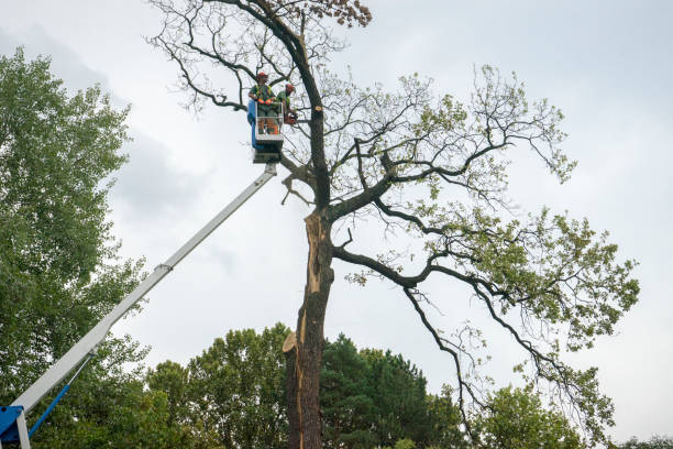 How Our Tree Care Process Works  in  Cross Roads, TX