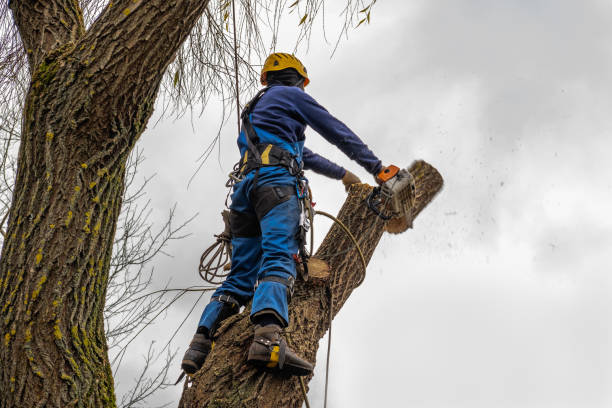 Best Leaf Removal  in Cross Roads, TX