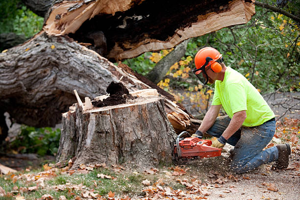 How Our Tree Care Process Works  in  Cross Roads, TX