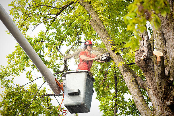 Reliable Cross Roads, TX Tree Services Solutions